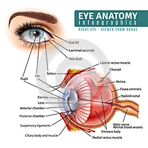 Realistic Eye Anatomy Infographics