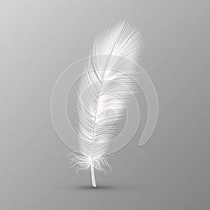 Realistic feather. Single white soft bird wings smooth fluff on transparent background vector image