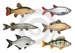 Realistic fish. River swimming water fresh fishes herring bass salmon decent vector pictures set isolated