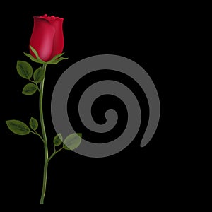 Realistic flower of red rose isolated on black background with copy space