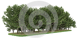 Realistic forest island on transparent background. 3d rendering - illustration