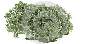 Realistic forest island on transparent background. 3d rendering - illustration