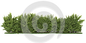 Realistic forest island on transparent background. 3d rendering - illustration