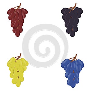 Realistic fresh bunch of grapes  on white background