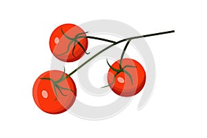 Realistic fresh ripe red cherry tomatoes on green branch. Vector flat color illustration isolated on a white background.