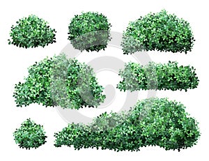 Realistic garden shrub. Nature green seasonal bush, boxwood, floral branches and leaves, tree crown bush foliage. Garden