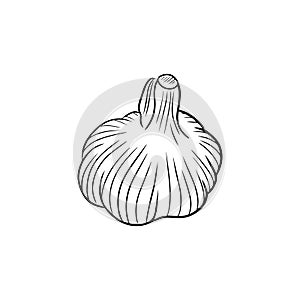 Realistic garlic illustration in black isolated on white background. Hand drawn vector sketch illustration in doodle engraved