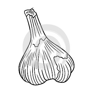 Realistic garlic illustration in black isolated on white background. Hand drawn vector sketch illustration in doodle engraved