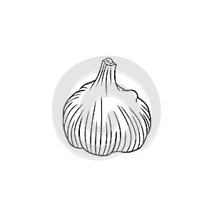 Realistic garlic illustration in black isolated on white background. Hand drawn vector sketch illustration in doodle engraved