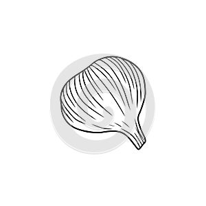 Realistic garlic illustration in black isolated on white background. Hand drawn vector sketch illustration in doodle engraved