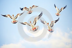 realistic geese flying in a tight v-formation