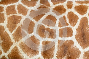 Realistic giraffe texture for background