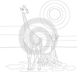 Realistic giraffes in african savannah graphic sketch template. Cartoon vector illustration for children in black and white