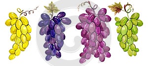 Realistic grape branches watercolor illustration
