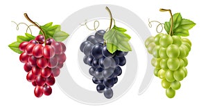 Realistic grape bunch. Isolated vines fruits on branches, different colors, varieties, green, black and red, alcoholic