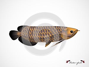 Realistic graphic design vector of arowana fish