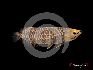 Realistic graphic design vector of arowana fish with black background