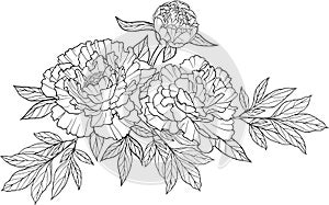 Realistic graphic three peony flower tattoo