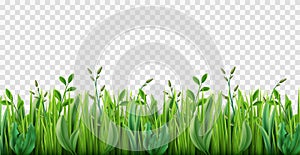 Realistic grass border. Lush strip of green lawn grass, 3d herbs isolated on transparent background, park nature plants