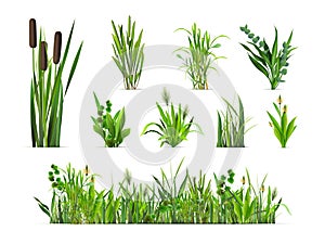 Realistic grass bushes. 3d isolated green vegetation, reed bush sprout forest plants grasses weed bunch farm garden yard