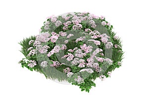 Realistic grass with flowers isolated on background. 3d rendering - illustration