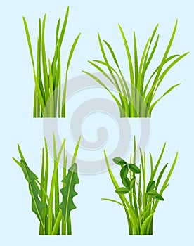 Realistic grass. Green plants tufting bushes decent vector weather symbols landscape with grass