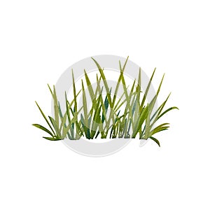 Realistic grass image on a white background. Watercolor illustration of meadow plants. Summer herbs. Wild-growing. Suitable for