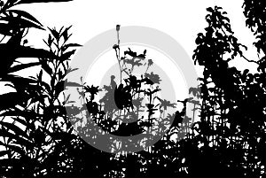 Realistic grass silhouette Vector illustration.