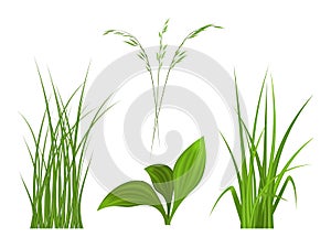 Realistic grass vector