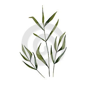 Realistic grass on a white background. Watercolor illustration of meadow plants. Botanical image. Summer herbs. Wild-growing.