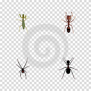 Realistic Grasshopper, Ant, Emmet And Other Vector Elements. Set Of Insect Realistic Symbols Also Includes Locust