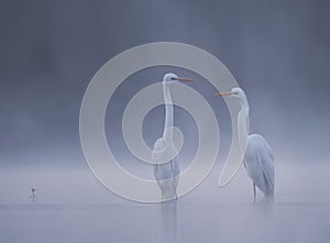 Realistic Great White Egrets in the morning lake in fog