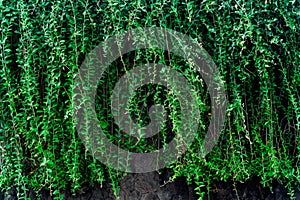 Realistic green background of leaves on the wall. An old wall shrouded in an evergreen plant in Asia.