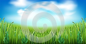 Realistic green grass with clouds on blue sky background. Garden lawn stripe, meadow herbs, field panorama, fisheye