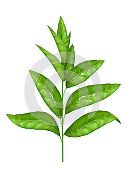 Realistic green leaf vector set. Fresh and organic herbal elements isolated on white. Nature and eco concept. The natural and