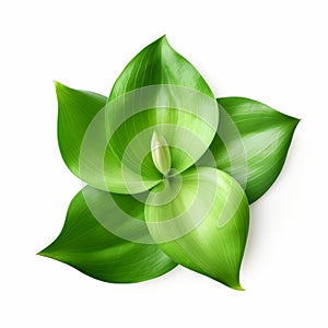 Realistic Green Lily Leaf On White Background