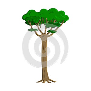 Realistic green old tall tree isolated on white background - Vector