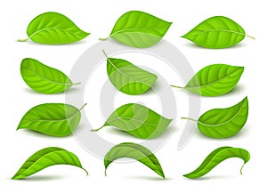 Realistic green tea leaves with water drops isolated on white vector set