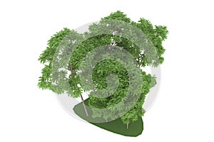 Realistic green torest on transparent background. 3d rendering - illustration