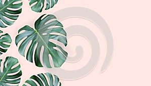 Realistic Green Tropical Monstera Leaves From Top