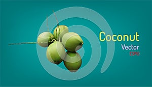 Realistic group of coconut fruit and branch elements. vector illustration eps10