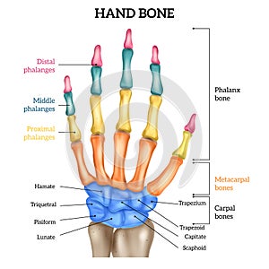 Realistic Hand Anatomy