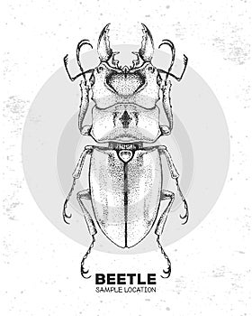 Realistic hand drawing beetle. Artistic Bug. Entomological  illustration