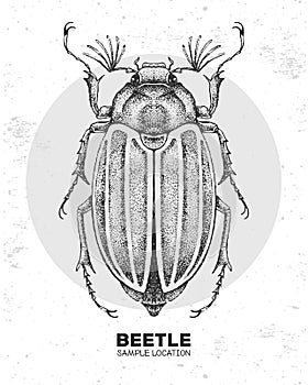 Realistic hand drawing beetle. Artistic Bug. Entomological illustration