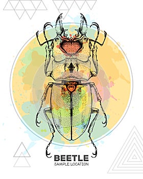 Realistic hand drawing beetle. Artistic Bug. Entomological illustration