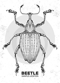 Realistic hand drawing Curculionidae beetle. Artistic Bug. Entomological illustration photo