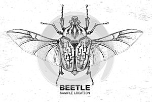 Realistic hand drawing Goliath beetle. Artistic Bug. Entomological  illustration