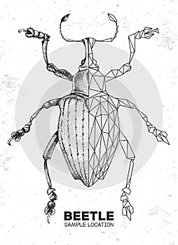 Realistic hand drawing and polygonal Curculionidae beetle. Artistic Bug. Entomological illustration