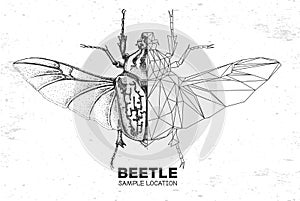 Realistic hand drawing and polygonal Goliath beetle. Artistic Bug. Entomological  illustration