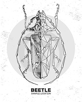 Realistic hand drawing and polygonal longhorn beetle. Artistic Bug. Entomological illustration